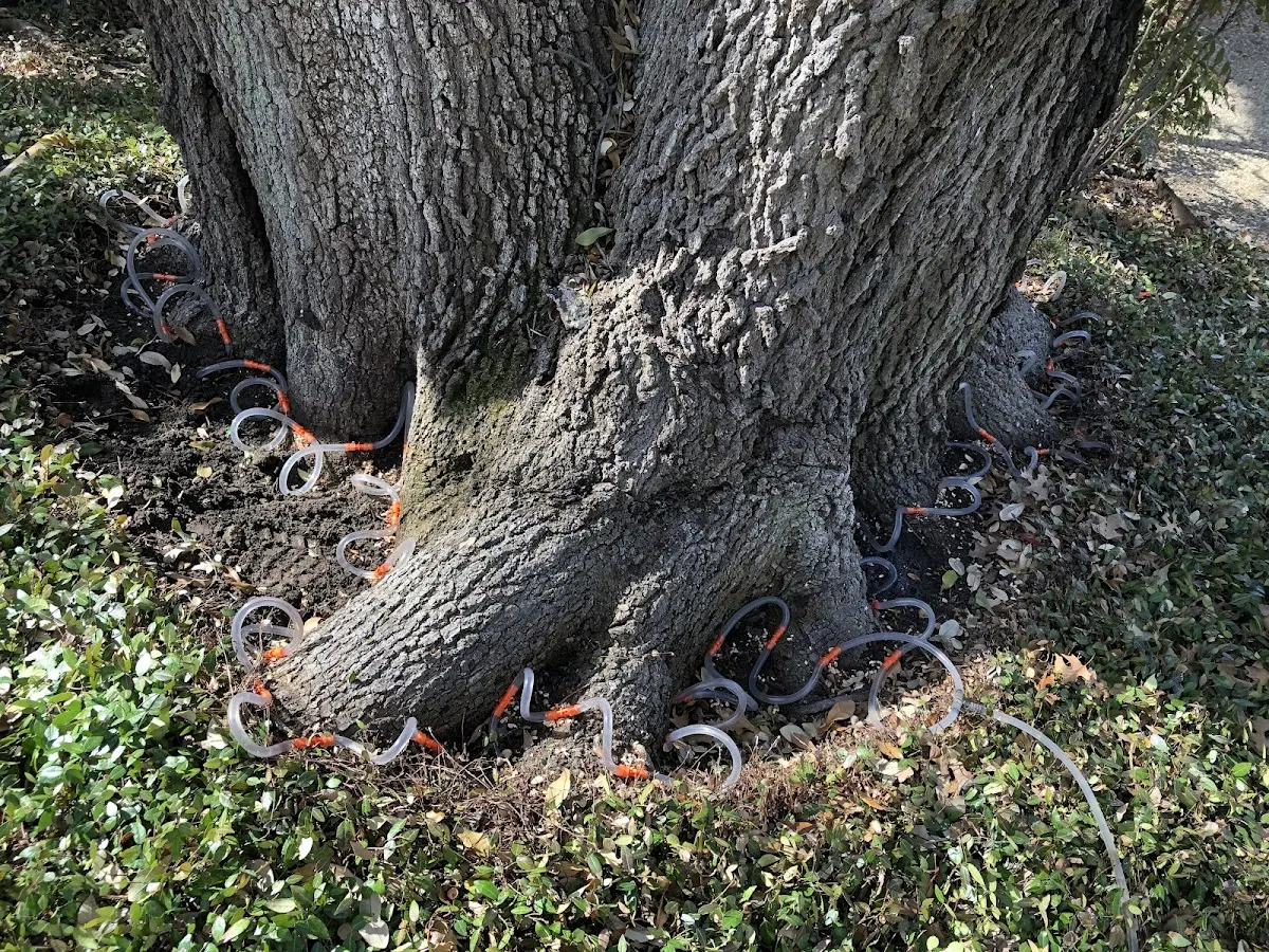 Detailed Tree Cabling and Bracing job site in Princeton Junction