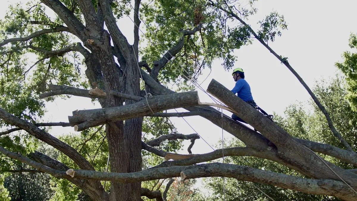 Professional Crown Thinning performed by certified arborists in Princeton Junction