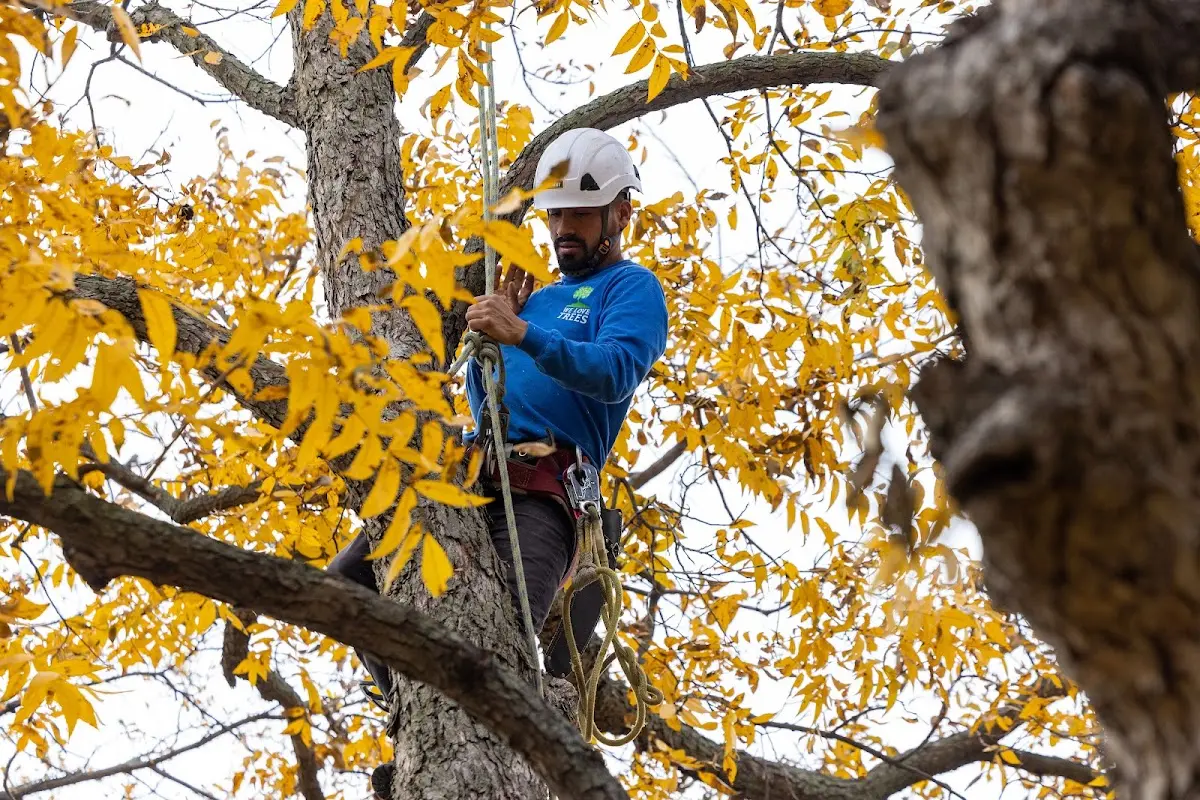 Skilled Tree Planting crew working in Princeton Junction