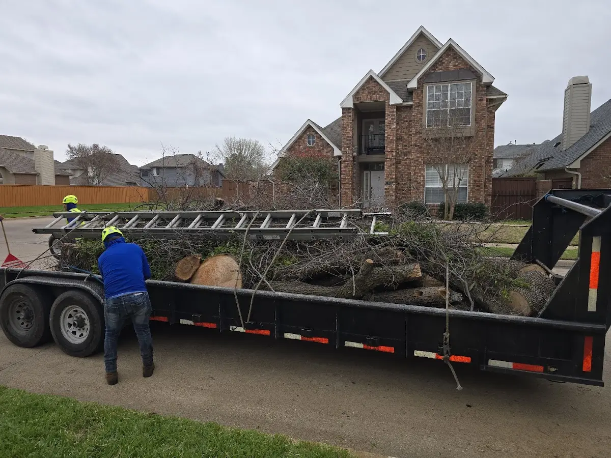 Expert Deadwooding with proper safety equipment in Princeton Junction